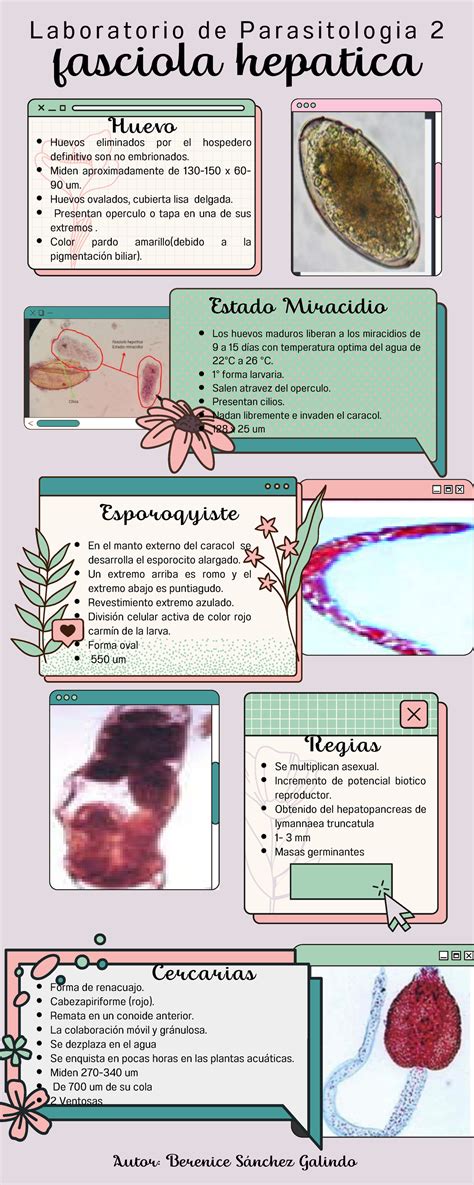  Fasciola Hepatica: Un Gusano Plateado Que Viaja Por El Cuerpo En Busca Del Hígado Perfecto!