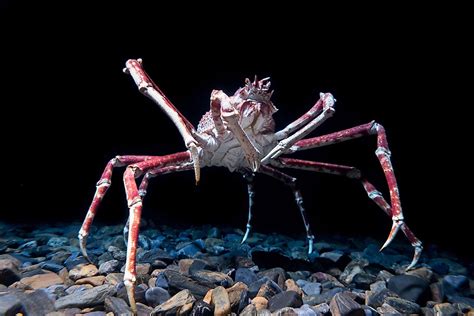  Spider Crabs: Where Ancient Ancestry Meets Deep-Sea Majesty!