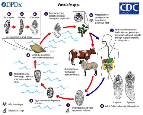  Fasciola Hepatica: Un Gusano Plateado Que Viaja Por El Cuerpo En Busca Del Hígado Perfecto!