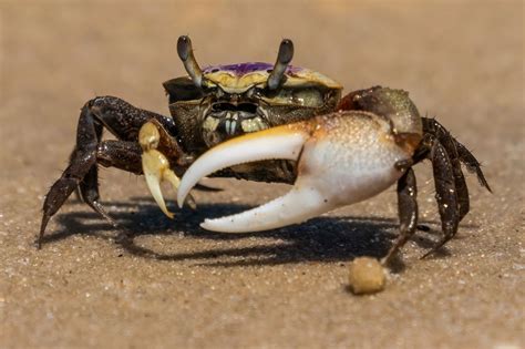  Fiddler Crab: ¿Un Crustáceo Con Mano Gigante Que Busca Pareja Con Su Baile De Amor?