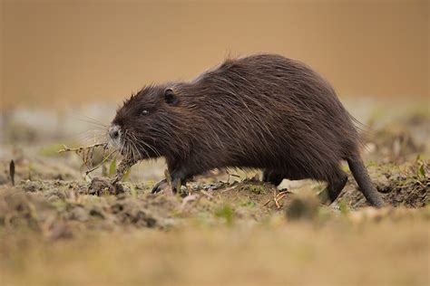  Nutria: ¡Un maestro de la construcción acuática que se alimenta con raíces!