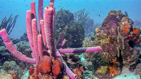  Pink Barrel Sponge: An Underwater Marvel Capable of Slow Growth and Remarkable Filtration Power!