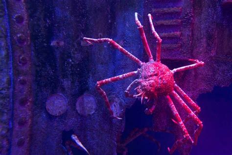  Spider Crabs: Where Ancient Ancestry Meets Deep-Sea Majesty!