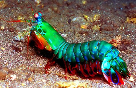  Upogebia! Un Crustáceo Que Vive Bajo el Mar y Tiene un Estilo de Vida Fascinante