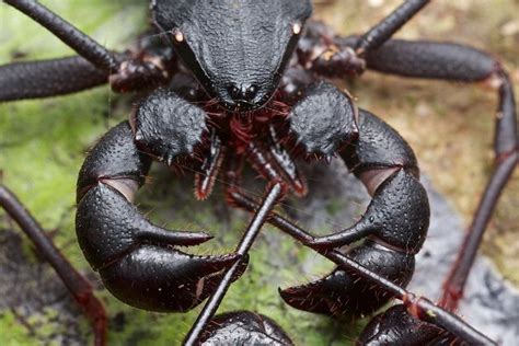  Uropygi: ¡Una Curiosa Araña con Cola que te Dejará Sorprendido por sus Habilidades de Defensa!