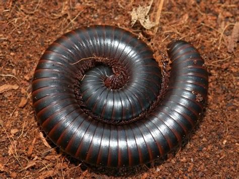  A}_{+_Millipede_With_Strikingly-Beautiful_Body_Segments:_Discover_The_Amazing_World_of_the_Archispirostreptus_Giganteus!