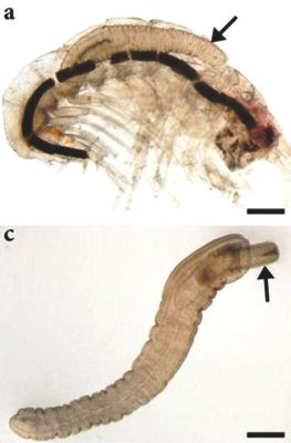  Acanthocephalus! Un gusano espinoso que vive la vida parasitaria en su máxima expresión