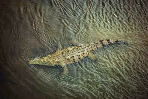  Alligator: Un Maestro de la Camuflaje en el Agua y un Cazador Relámpago Fuera de Ella!