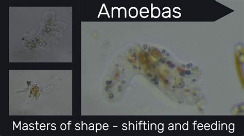  Ameba: ¡Descubre al Amo del Cambio de Forma y Explorador Microscópico!