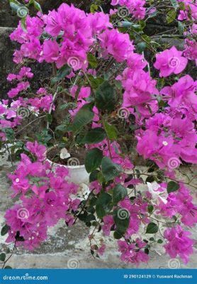  Bougainvillea: ¡Un Cnidario Colonial con una Belleza Envolvente que Fascinará a Cualquier Observador!