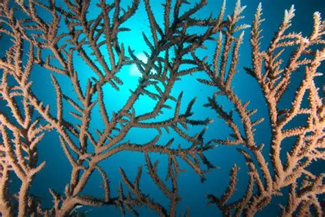  Branching Coral: Un fascinante espectáculo de colores vivos y estructuras complejas que albergan una biodiversidad sorprendente