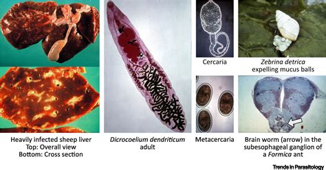  Dicrocoelium: Un gusano intestinal que desafía la lógica de la vida, ¡viajando por el cuerpo de caracoles y hormigas para llegar a su destino final!