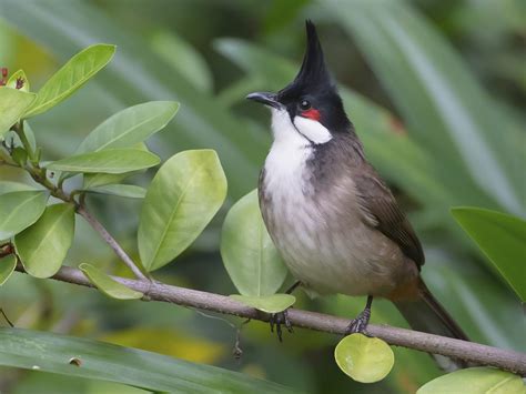  ¡El Autillo! Un ave tropical con plumaje brillante que encanta con su canto melodioso.