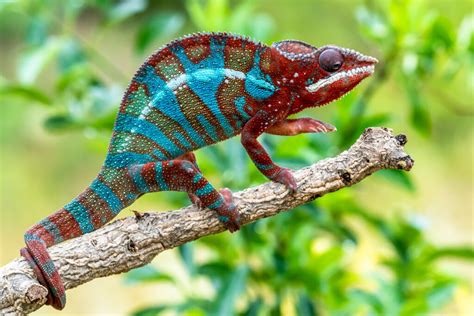  Gecko: ¿Un Camaleón Sin Cambiar de Color Que Se Adhiere a Cualquier Superficie?