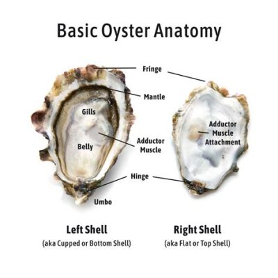  Hama Hama Oyster: Unveiling the Secrets of this Bivalve That Thrives in Rocky Coastal Landscapes!