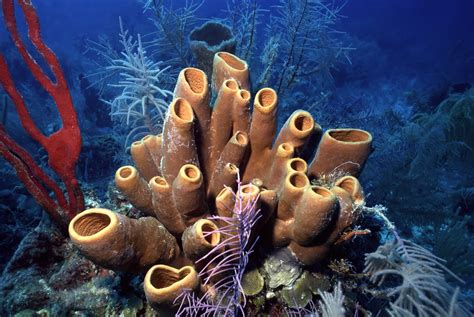  Miciodes! Una Esponja Curiosa Que Vive En Las Profundidades Del Océano