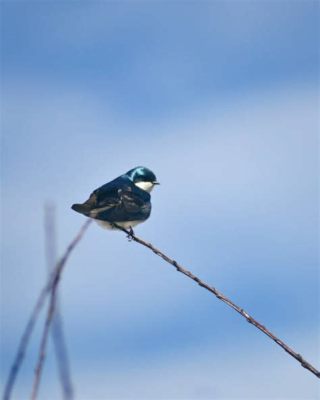  Mirlo, ¡un maestro del canto que reina en los cielos con su plumaje irisado!