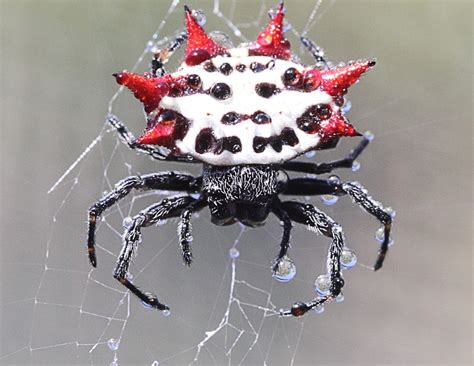  Orbweaver: ¡Descubre las fascinantes habilidades arquitectónicas de esta araña sedentaria!