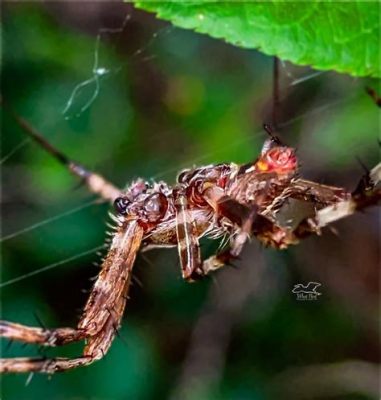  Pholcus! Descubriendo la Fascinante Vida Nocturna de Este Pequeño Arquitecto de Telas