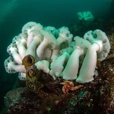  Plumose Anemone: ¡Descubre una criatura marina que parece un pétalo gigante de seda flotando en la corriente!