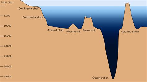  Quellia: ¡Una esponja que desafía la monotonía del fondo marino con su curiosa estructura!