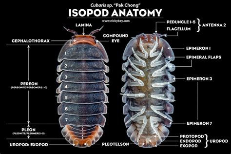  Rhizoprionodon! ¡Descubre Este Extraño Animal con Cuerpo Segmentado y Patas Numerosas!