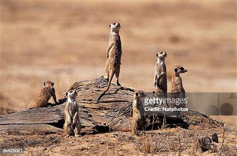  Suricata: ¡Un Maestro de Vigilancia en la Sabana Africana!