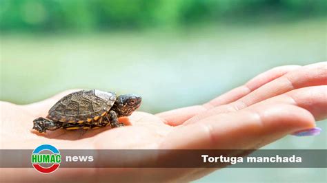  Tortuga! Una Tortuga Es Una Maravilla de la Naturaleza, Un Animal que Puede Vivir tanto en Tierra como en Agua