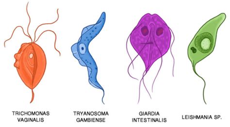  Trypanosoma: ¡Un diminuto flagelado que causa estragos en el mundo animal!