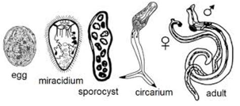  Urogonimus - ¡Un gusano trematodo que se alimenta de la bilis de los mamíferos!