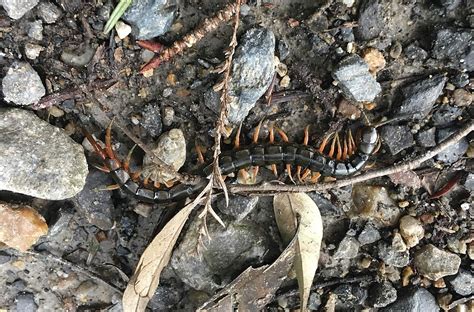 Violaceous Centipede: Uncovering the Secrets of This Multi-Legged Marvel with Its iridescent Shimmer!