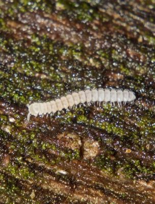  Why Are Woolly Millipedes So Charming? Discover Their Secrets!