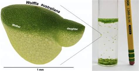  Wolffia: ¡Un diminuto mago de la fotosíntesis que desafía las definiciones!