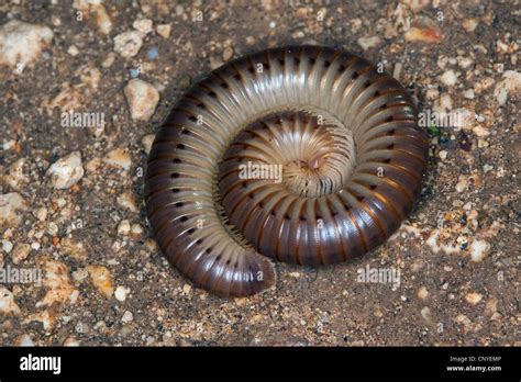  Woma Millipede: ¿Un Animal con Mil Piernas que Vive Bajo Tierra?