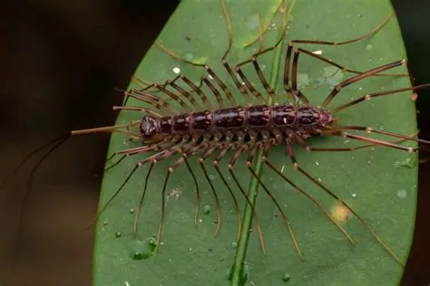  Xystosoma! Una Curiosidad de Mil Patas que Te Hará Cuestionar tu Concepto de Insecto