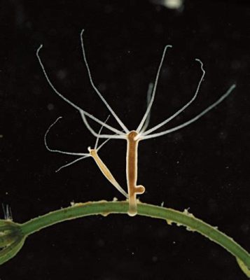  Y-Shaped Hydroids: Diving into the World of Tiny Tentacled Wonders!