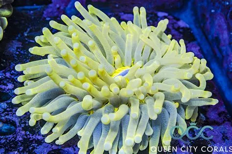  Yellow Corals: Underwater Gardens that Bloom with Tentacular Delights!