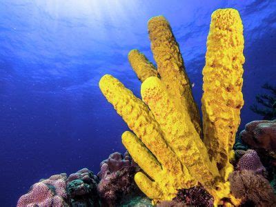  Yellow Tube Sponge: ¡Descubre este colorido gigante que se alimenta de bacterias microscópicas en las profundidades del océano!