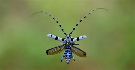  ¿Sabías que la Zigarina usa sus antenas para comunicarse con otros individuos de su especie? ¡Descubre todos los secretos de este fascinante insecto!