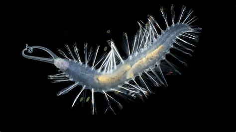  Zoolithes! Un gusano marino con un apetito insaciable y una vida fascinante